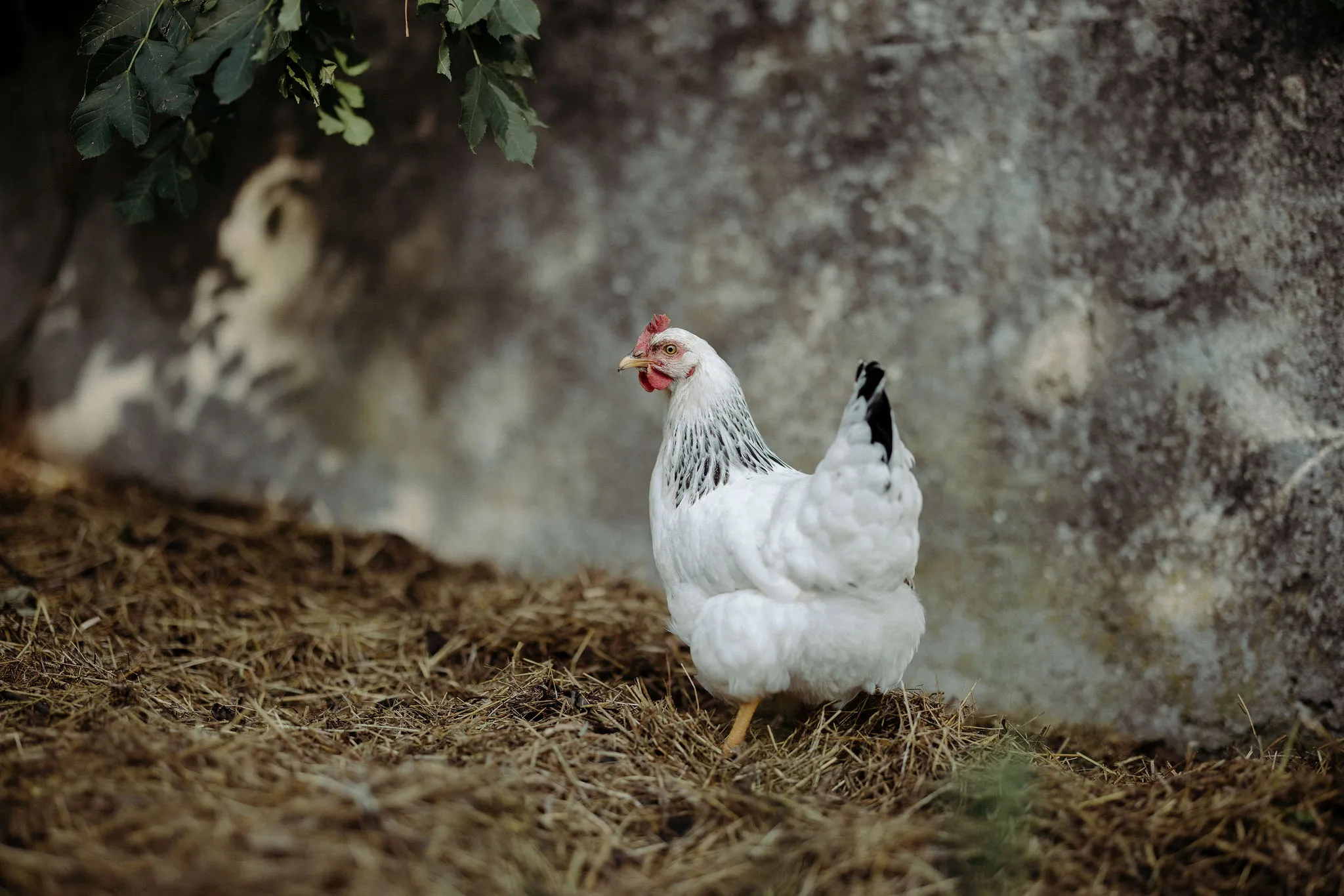 Huhn Whitney