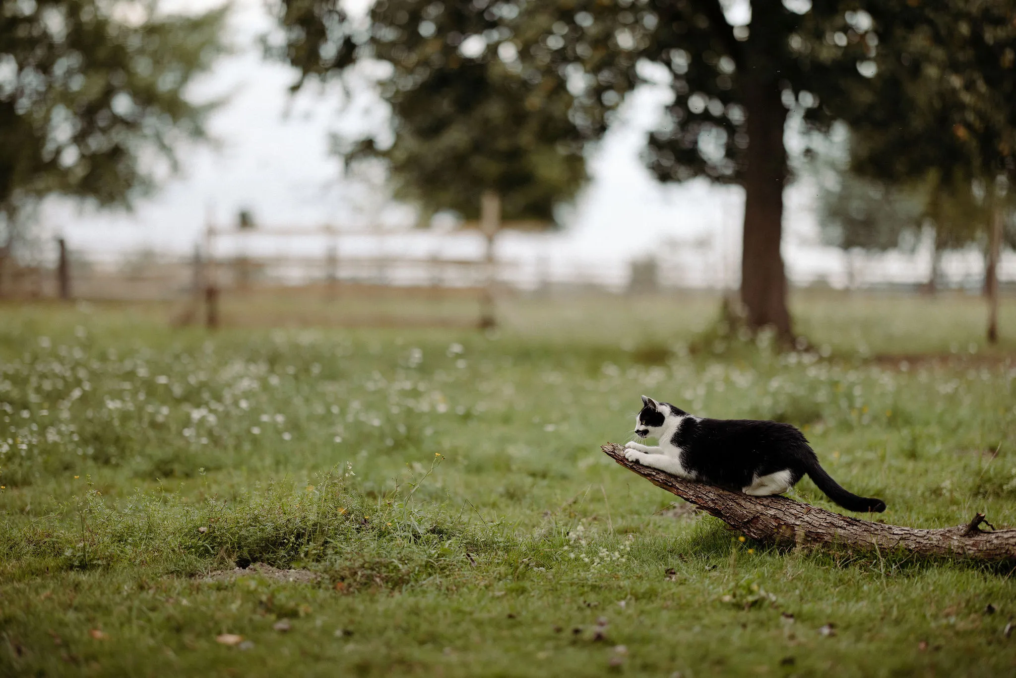 Katze Rosi kurz vorm Sprung
