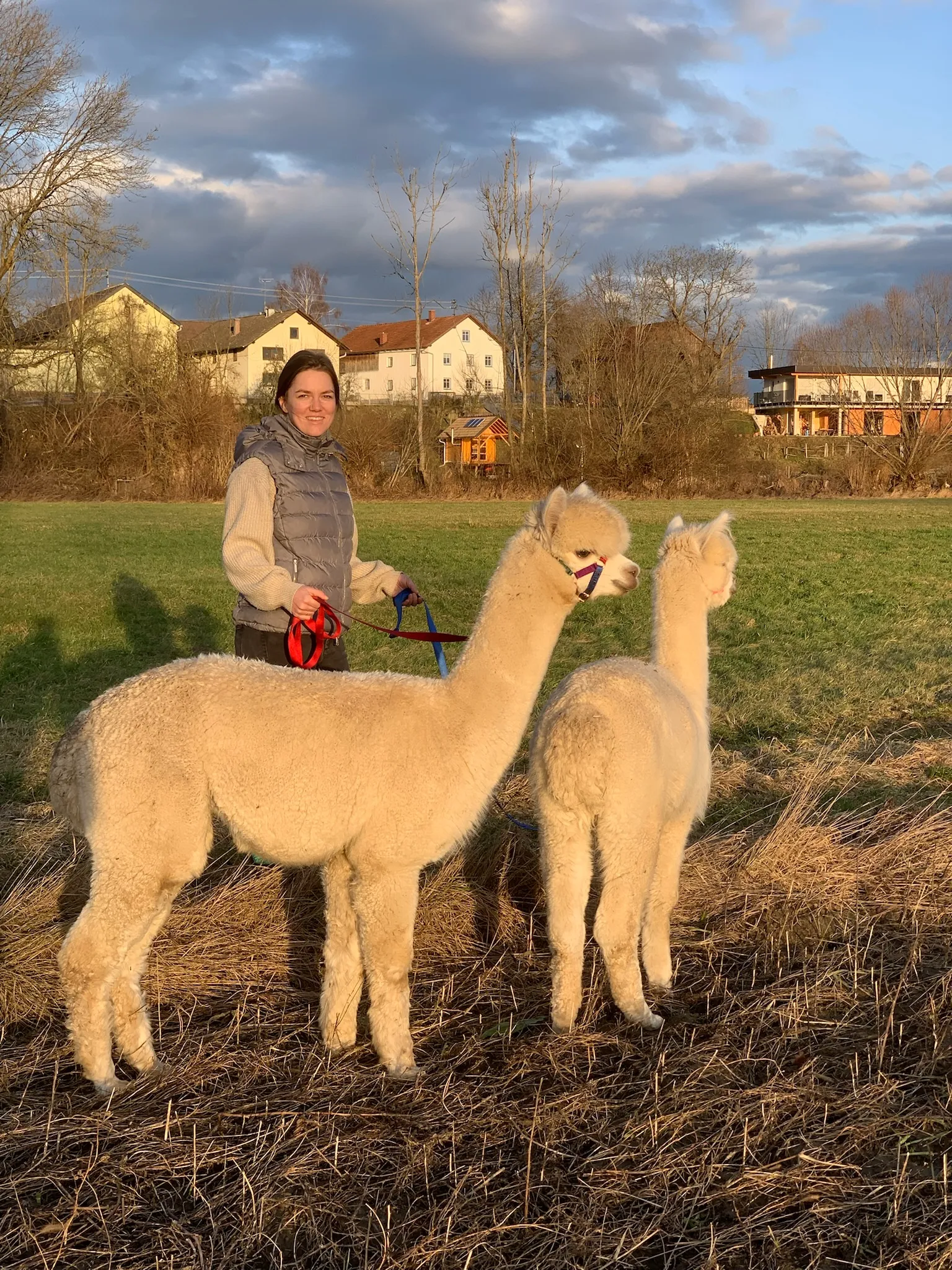 Alpaka auf der Alpakasölde Farm