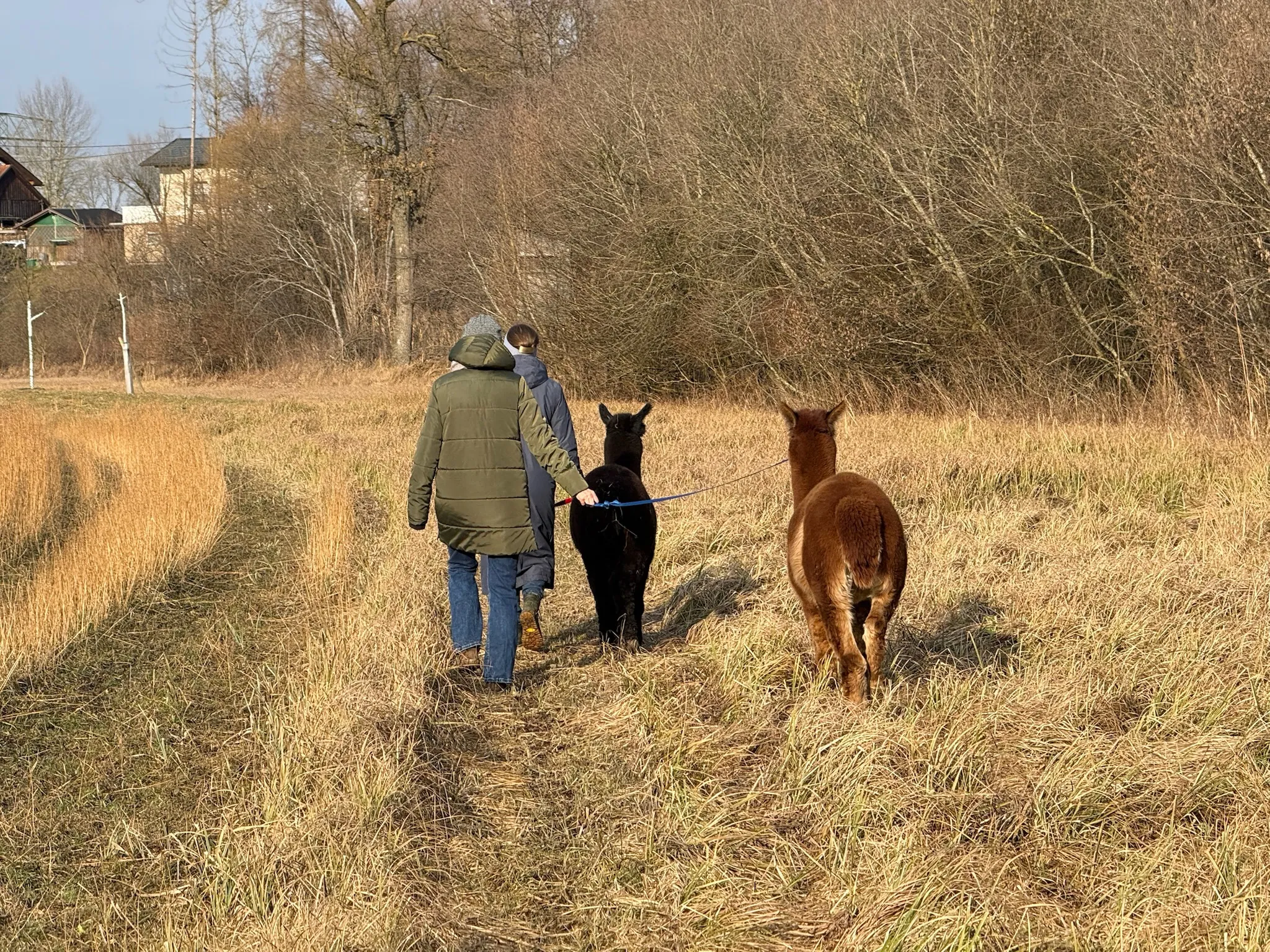 Zwei Personen führen ein schwarzes und ein braunes Alpaka von hinten gesehen über eine Wiese mit trockenem Gras